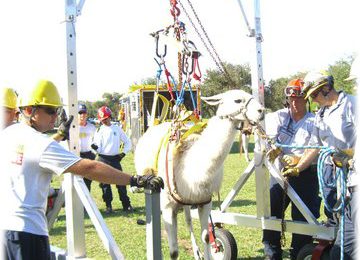 EM&MWs Animal assist aluminum gantry crane. This picture shows our gantry crane being used in a animal training course.t Lauderdale Fire department for animal rescue.